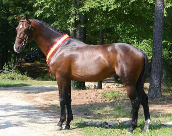 Discovering Warmblood Horse Breeds: A Comprehensive Guide