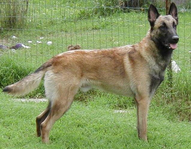 Comprehensive Guide to Caring for a Belgian Malinois