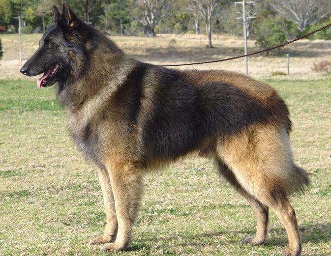 Belgian Shepherd: A Comprehensive Guide to This Versatile Breed