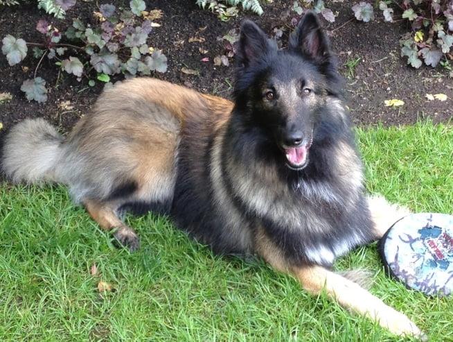 Discovering the Belgian Shepherd Tervuren: A Comprehensive Guide