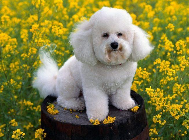 Bichon Frise