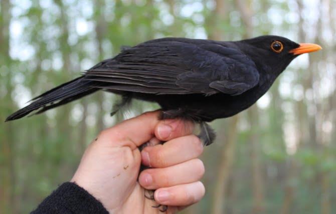Essential Bird Care Tips for Australian Bird Owners