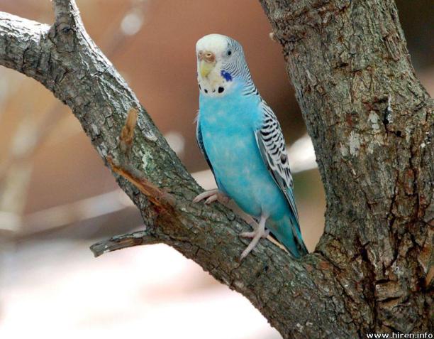 Budgerigar Care: A Comprehensive Guide for Australian Pet Owners