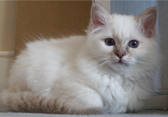 Birman Cat