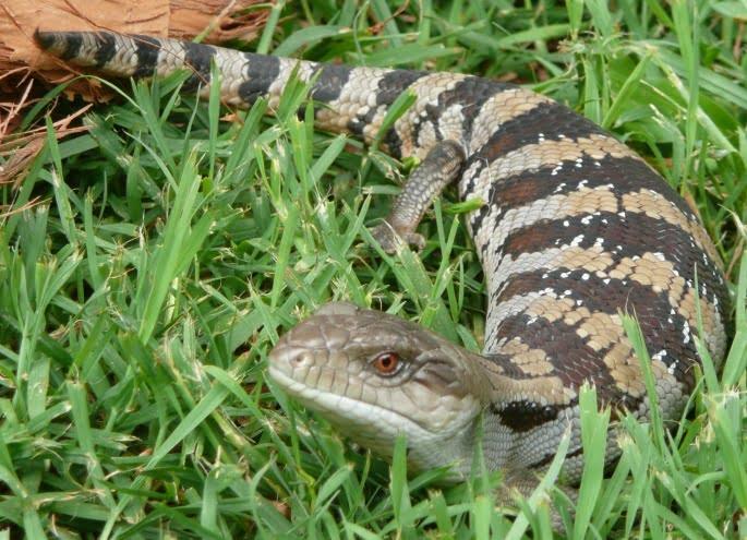 Bluetongue Lizards as Pets