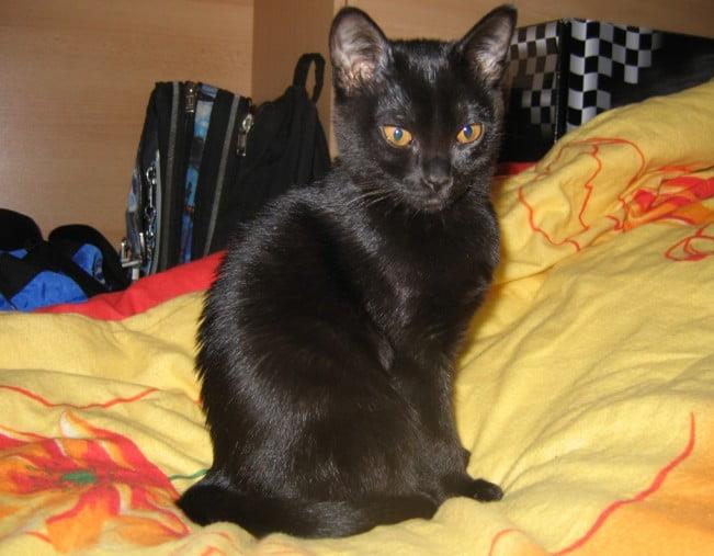 Bombay Cat