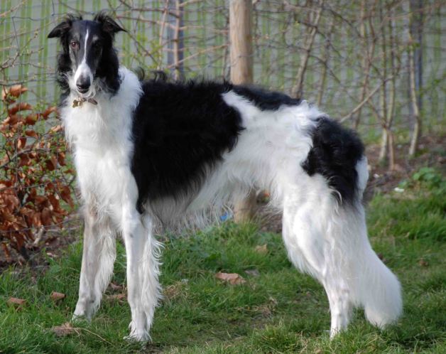 Borzoi - Breeders, Puppies and Breed Information