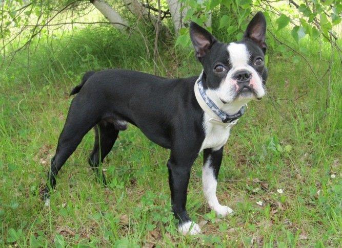 Comprehensive Guide to Caring for Your Boston Terrier