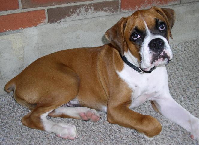 Boxer Dog Care: A Comprehensive Guide for Australian Owners