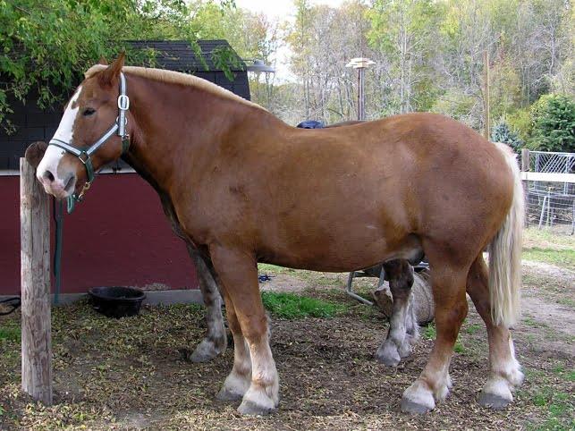 Brabant or Belgian Heavy Draught Horse