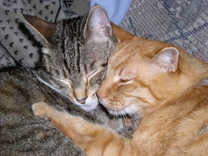 How to Successfully Breed Cats: A Comprehensive Guide for Australian Enthusiasts