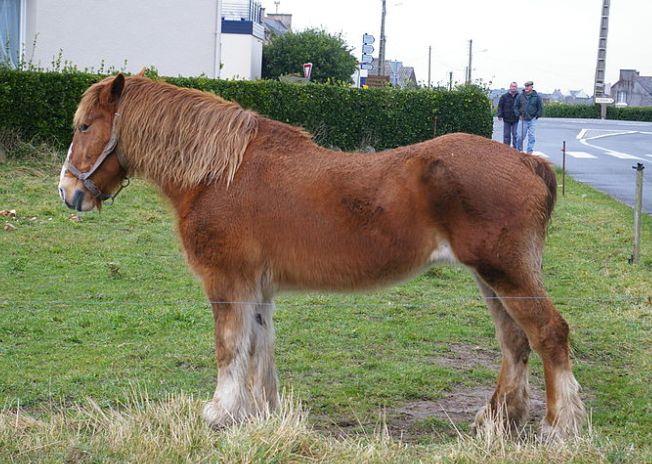 Breton Horse