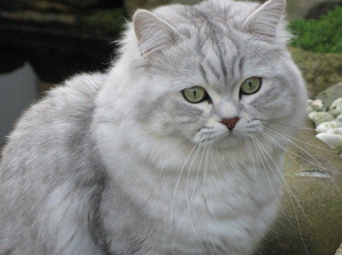 British Shorthair Cat
