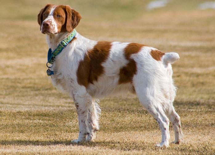 Brittany Spaniel