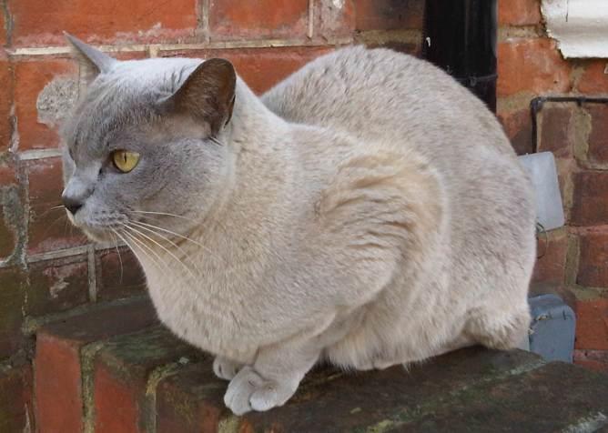 Discovering the Burmilla Cat: A Guide to This Elegant Breed