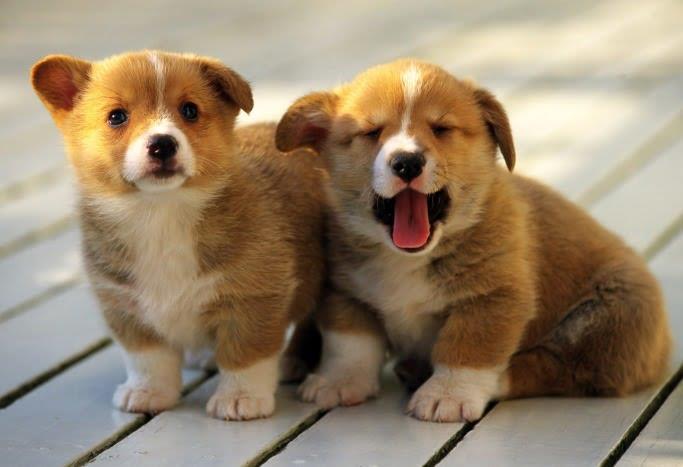 Buying a pet online
