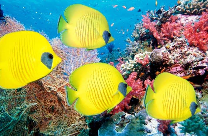 How to Care for Goldfish: A Comprehensive Guide for Australian Enthusiasts
