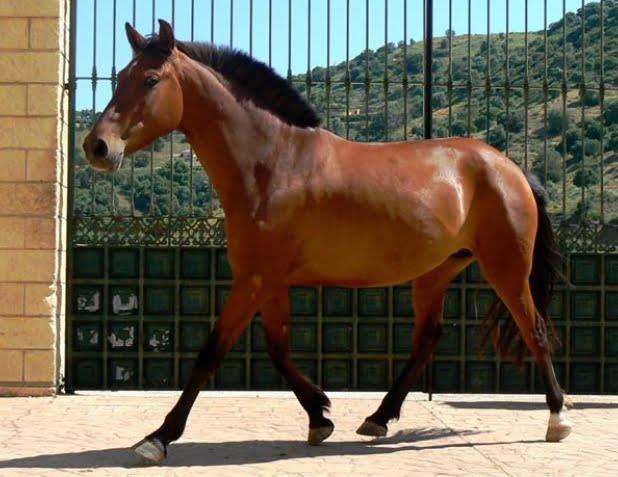 Carthusian Horse
