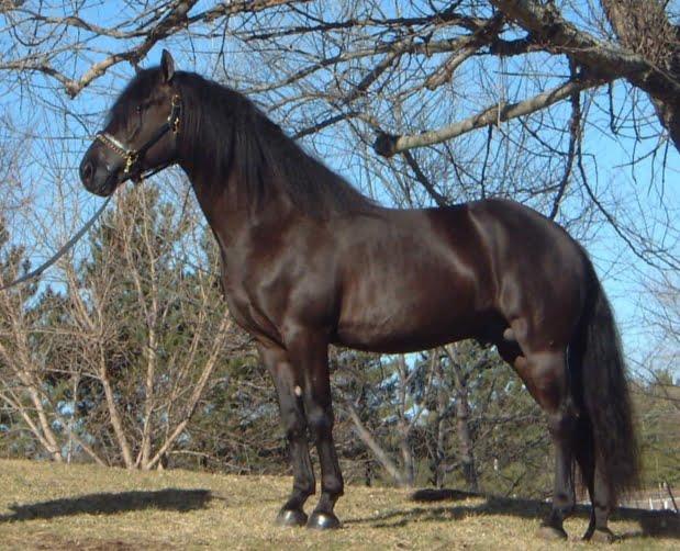 Canadian Horse