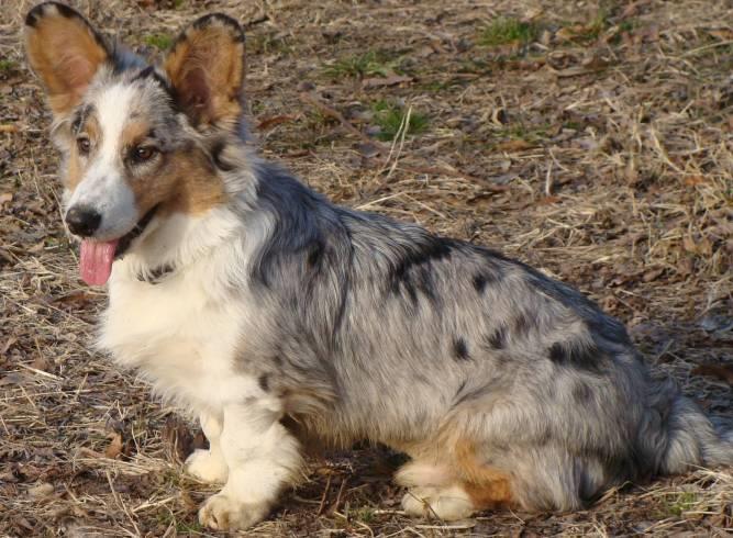 Cardigan Welsh Corgi