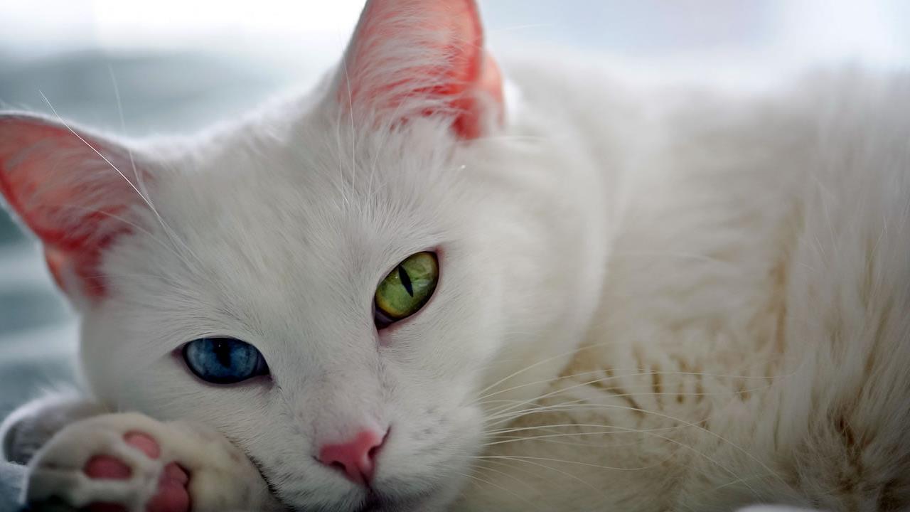 Understanding Cat Genetics: A Comprehensive Guide for Feline Enthusiasts