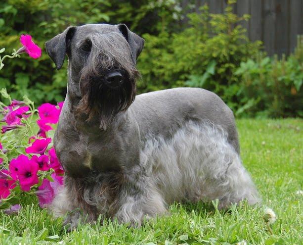 Cesky Terrier