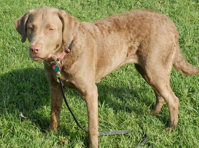Chesapeake Bay Retriever