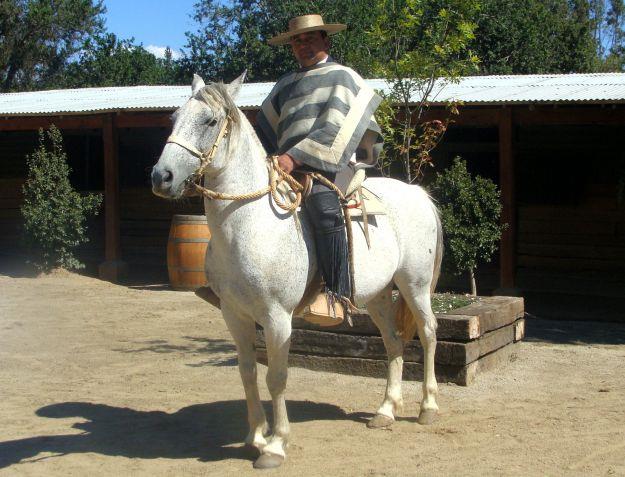 Chilean Horse