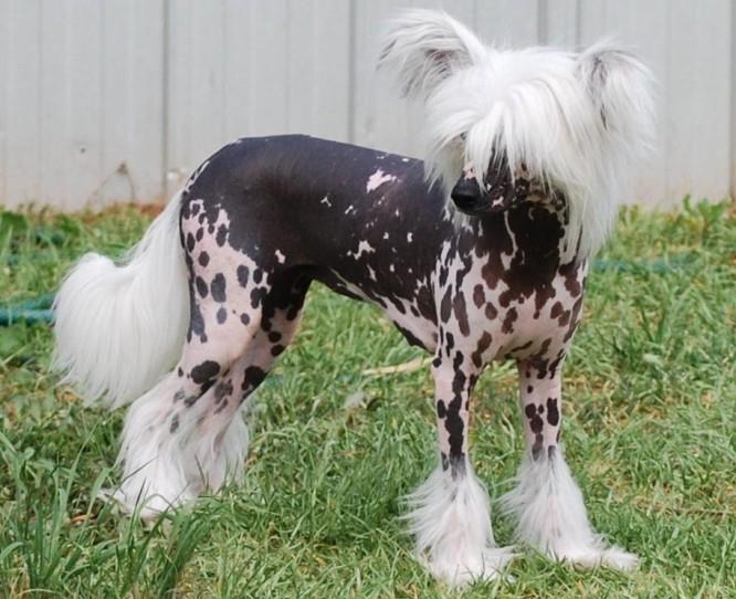 Chinese Crested Dog