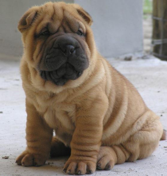 Chinese Shar-Pei