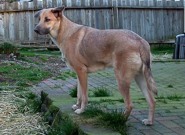 Chinook