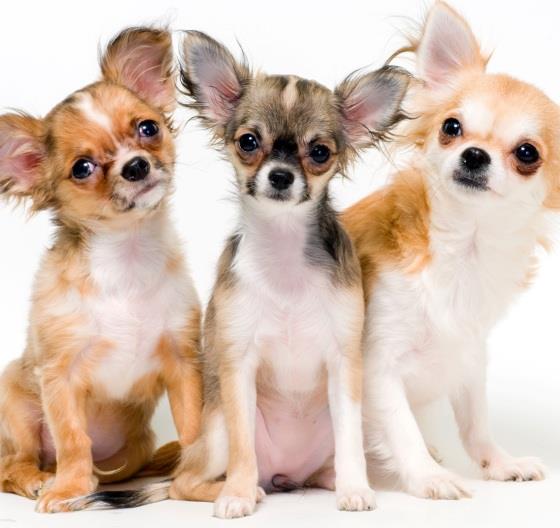 Choosing a Dog Breed - things to think about