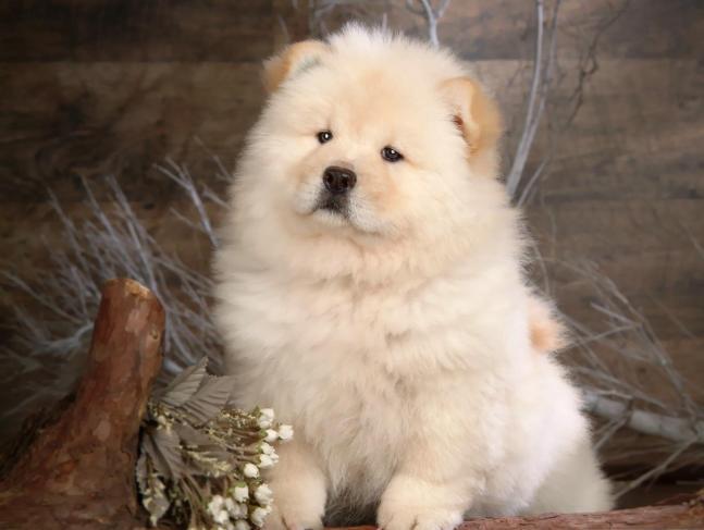 Chow Chow Care: A Comprehensive Guide for Australian Pet Owners