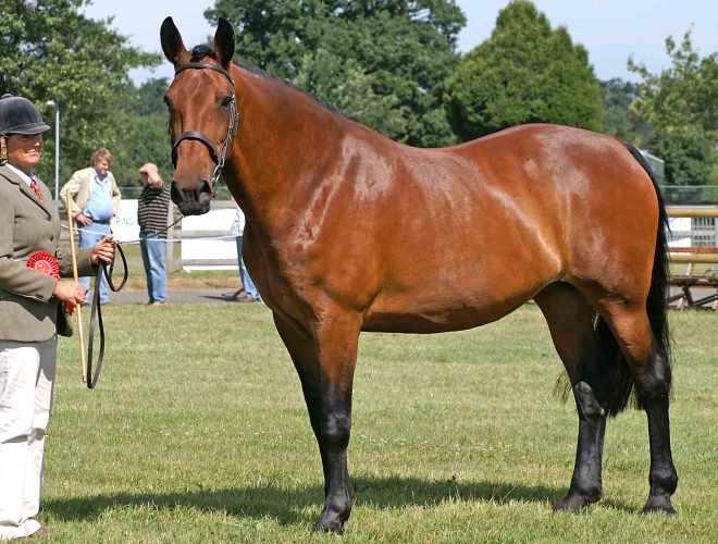 Discovering the Cleveland Bay Horse: A Comprehensive Guide
