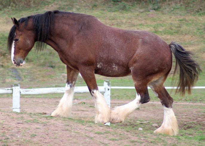 Clydesdale Horse