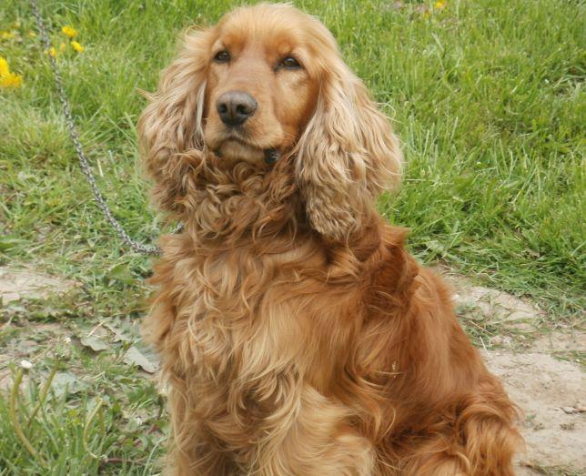 Cocker Spaniel