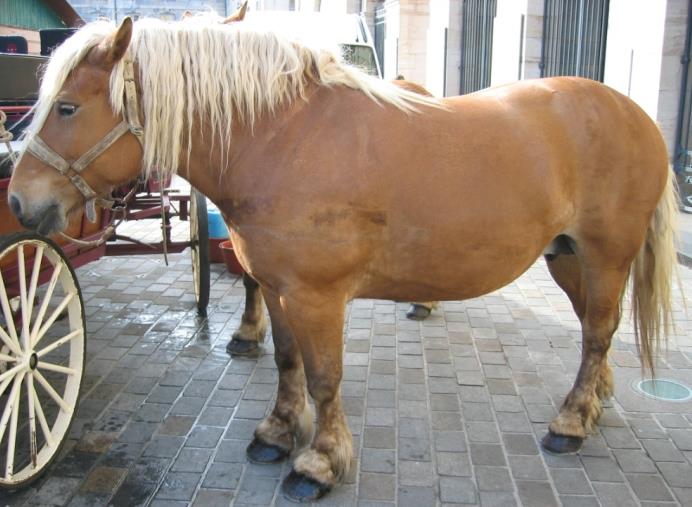 Comtois Horse