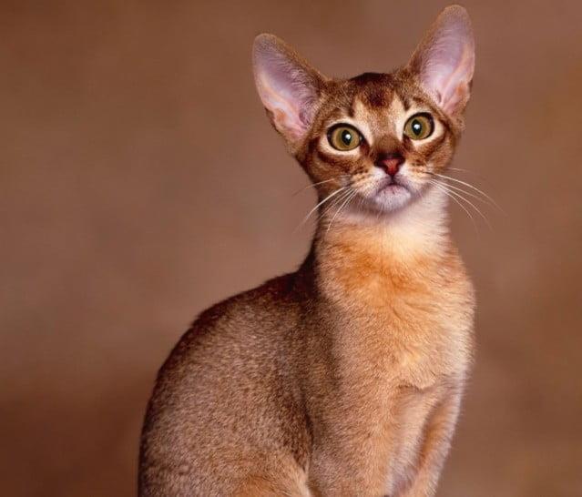 Discovering the Cornish Rex: A Guide to This Unique Cat Breed
