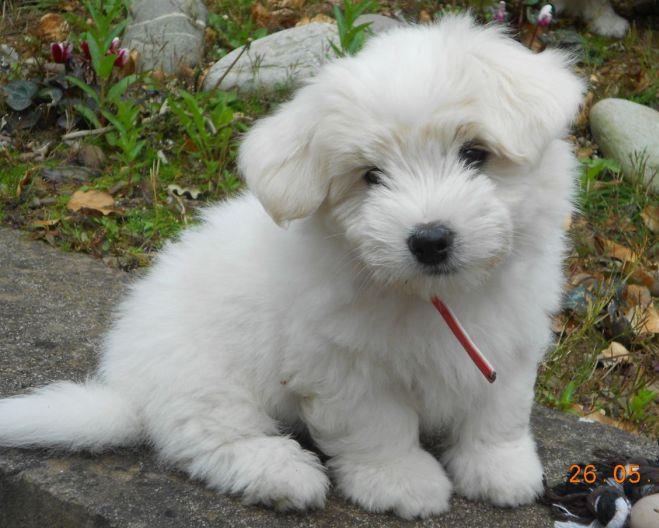 Coton de Tulear Dog