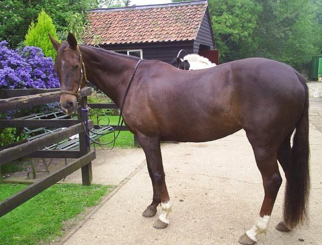 Criollo Horse