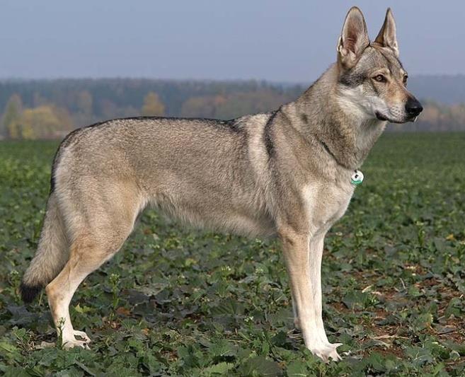 Czechoslovakian Wolfdog