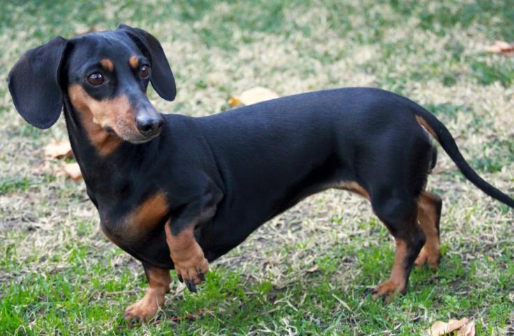 Dachshund Care Guide: Essential Tips for a Happy and Healthy Pet