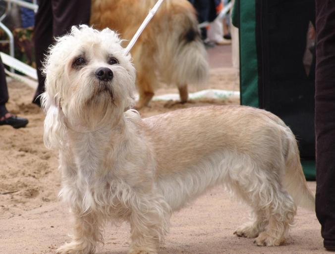 Dandie Dinmont Terrier