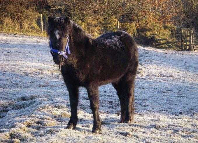 Dartmoor and Exmoor Ponies