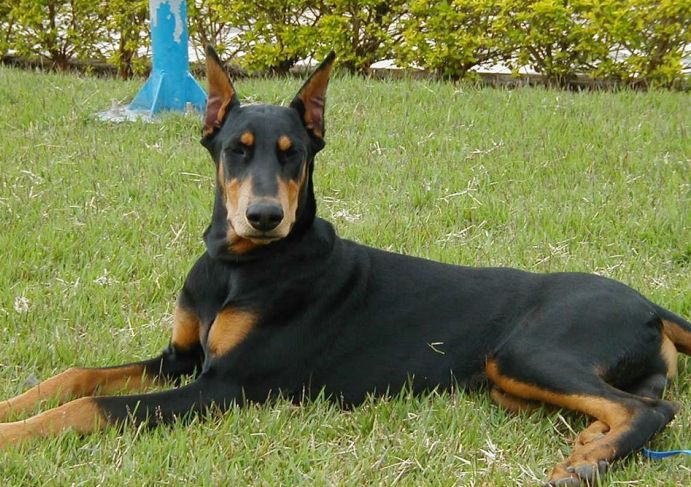 Doberman Pinscher - Dobermann