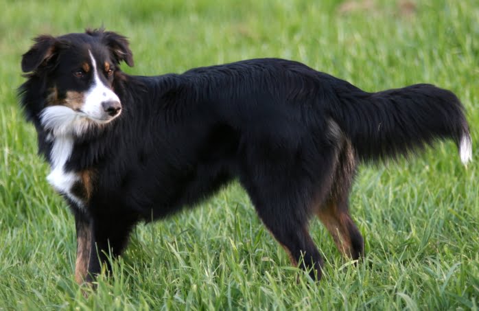 English Shepherd