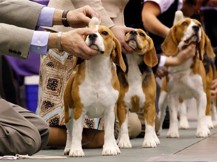 Dog Shows- Showing your Dog