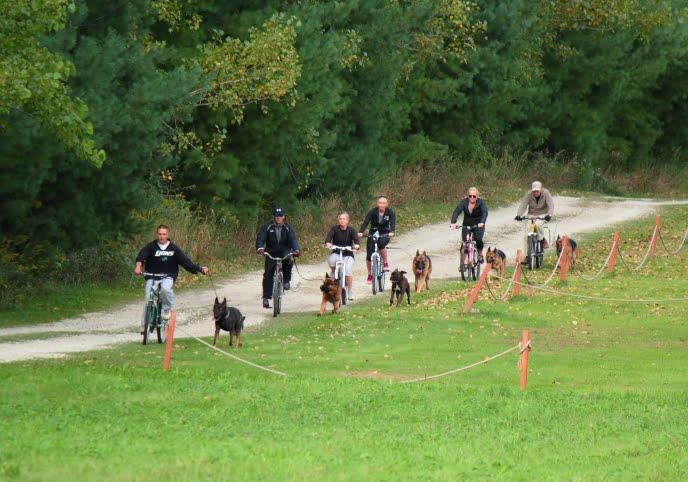 Endurance Test for Dogs