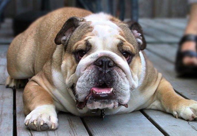 The English Bulldog: A Comprehensive Guide to This Beloved Breed