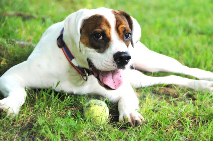 English Foxhound